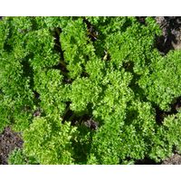 Sandveld Seeds Curly Parsley